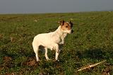 JACK RUSSEL 336